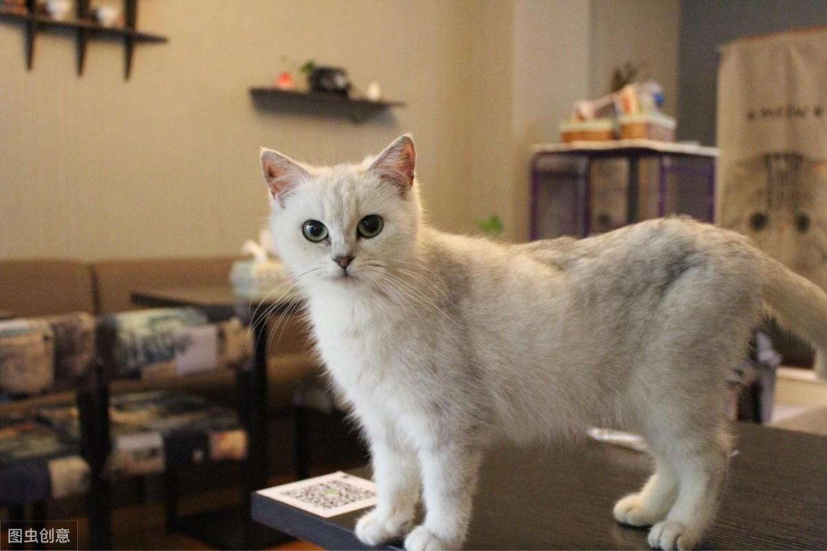 四轮定位仪到底有没有必要做？新手看完这篇就懂了