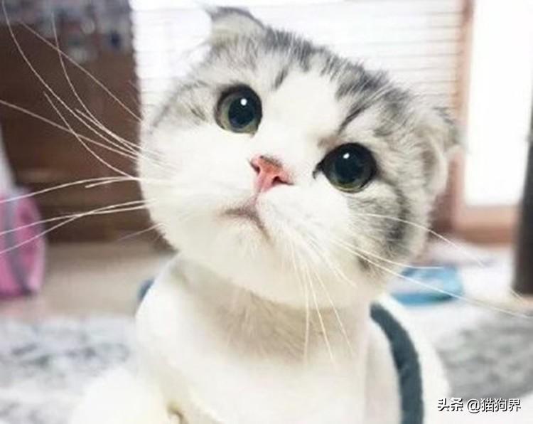 猫咪鼻子干干的是不是生病了？这5种情况必须知道！