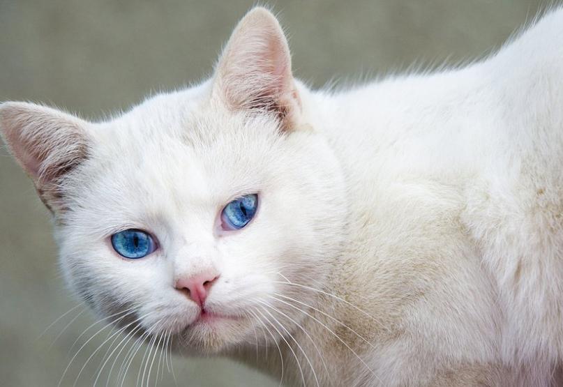 猫咪光吃不胖是基因问题吗? 猫咪光吃不胖是基因问题吗?