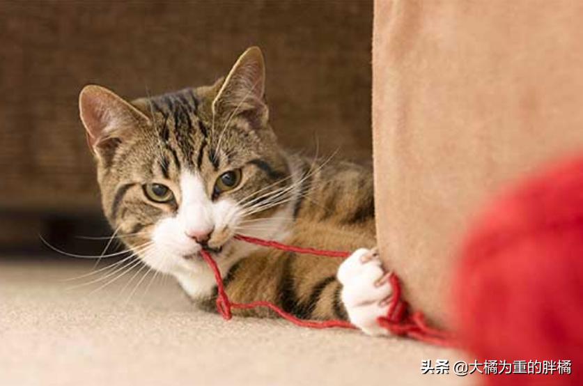 猫咪吐毛球正常吗?新手必看的7个救命知识点 猫咪吐毛球正常吗?新手必看的7个救命知识点