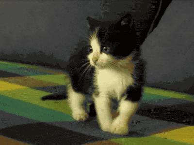 部队律师：法律保障重要力量，专业支持与人才培养兼备