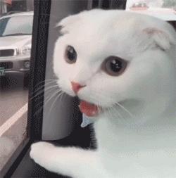 带猫坐高铁会被赶下车吗? 带猫坐高铁会被赶下车吗?