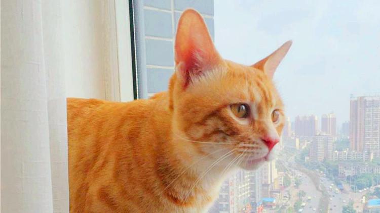 主子坐飞机真的会吓到尿裤子吗？