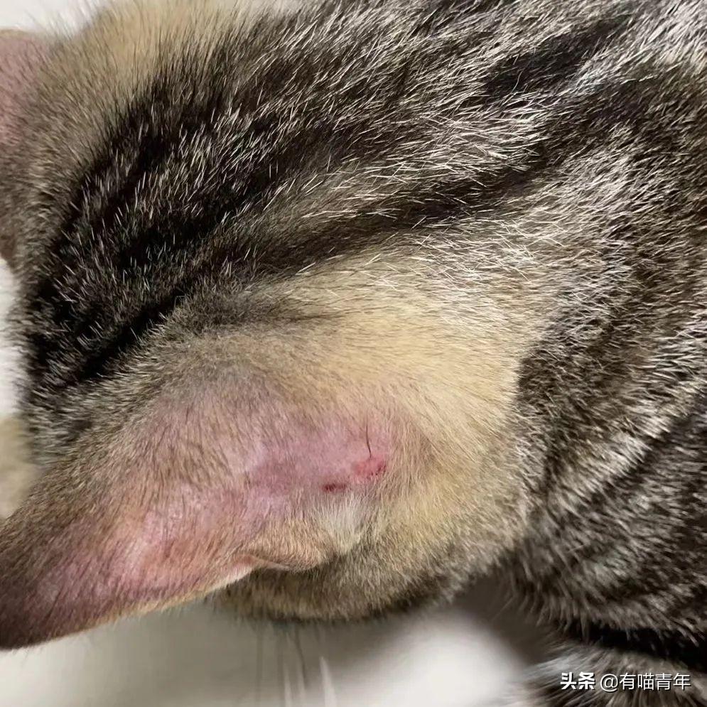 猫咪突然秃了一块是得了猫藓吗？