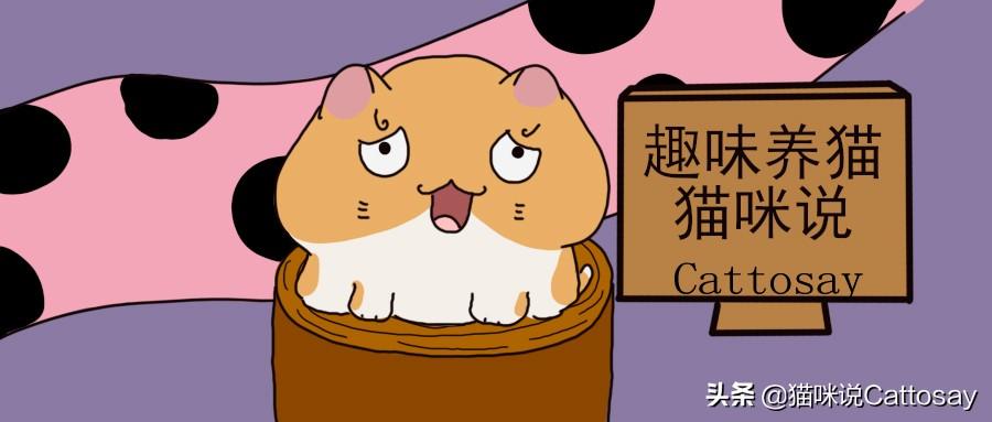 为什么你家猫总在厕所门口暗中观察？