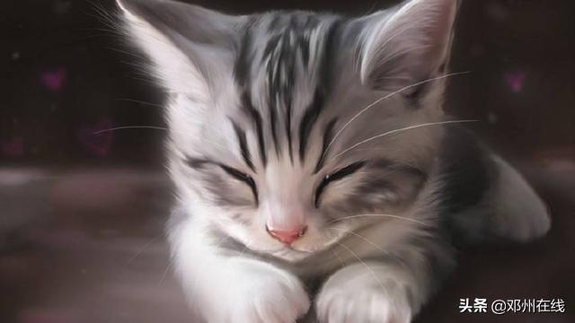 新手养猫必看：疫苗到底该不该打？