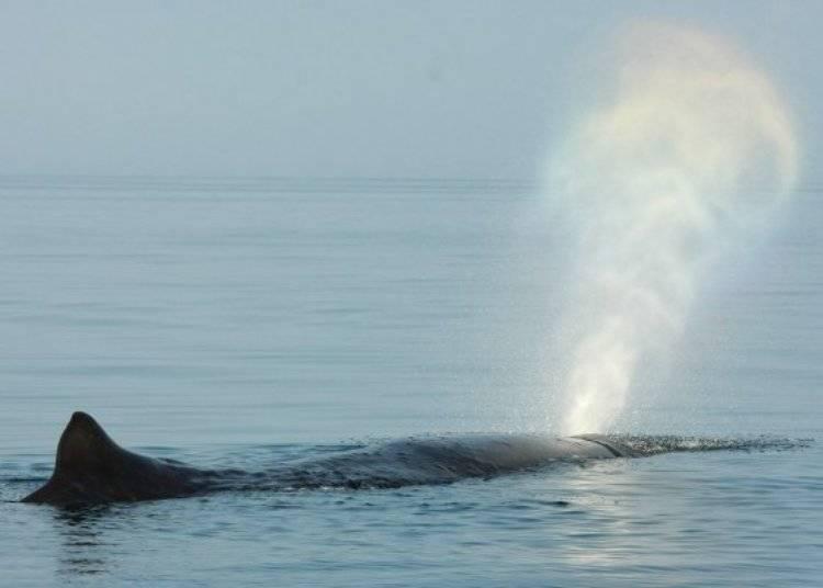 在北海道不会日语怎么找到靠谱华人组织？