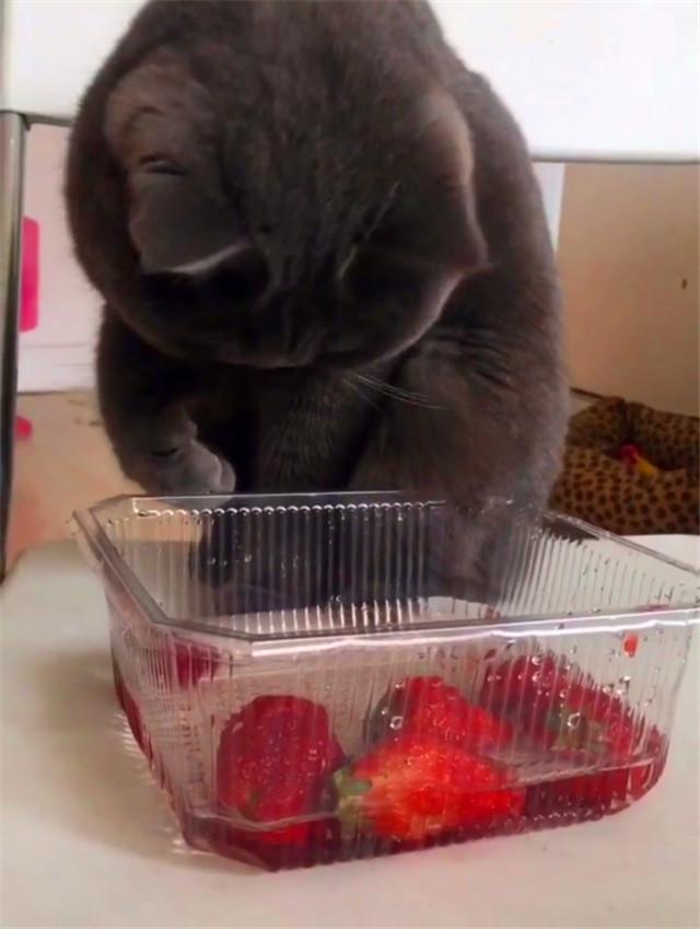 猫咪偷吃草莓会中毒吗？