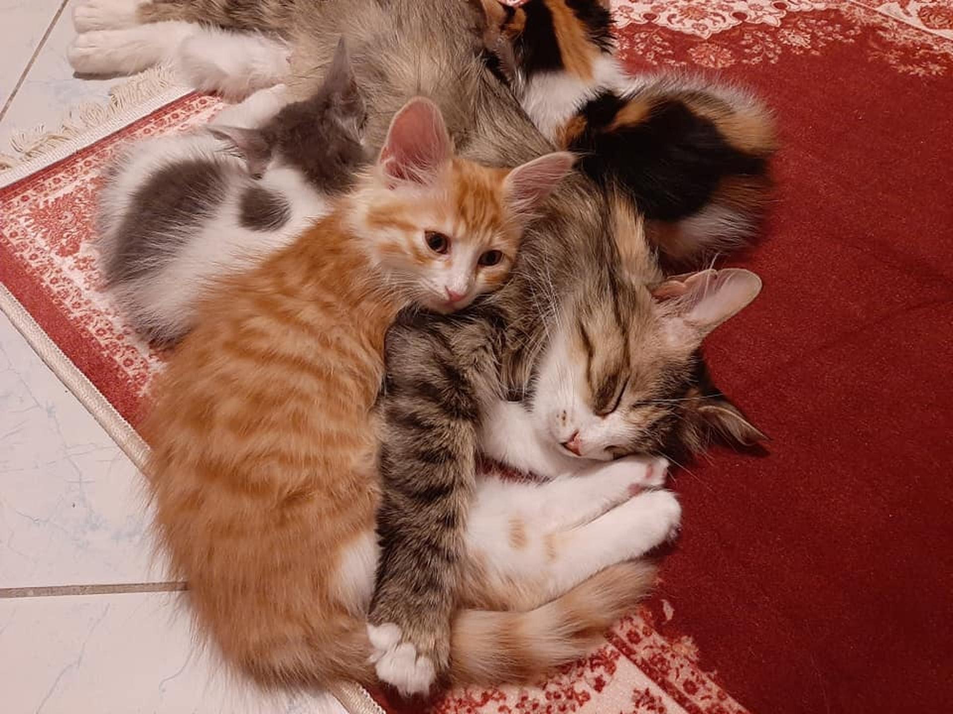 给猫咪打避孕针真的靠谱吗？