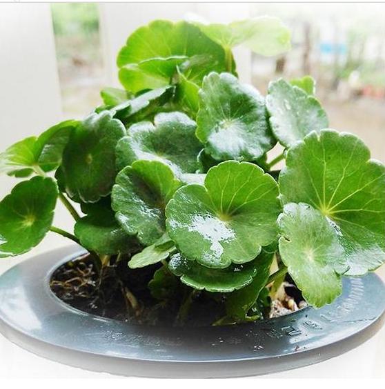 月薪3000的新手小白如何用gs7实现人生逆袭？