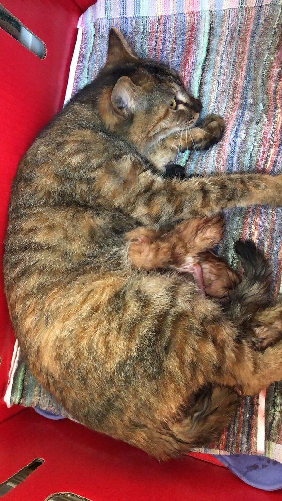 猫咪偷吃火腿肠会中毒吗？新手必看紧急处理指南