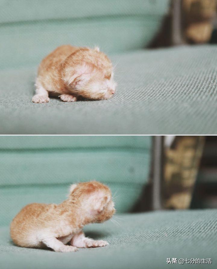 刚出生的小奶猫到底几天睁眼? 刚出生的小奶猫到底几天睁眼?