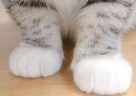 你家猫主子体检单上的 生化检查 到底查什么? 你家猫主子体检单上的 生化检查 到底查什么?