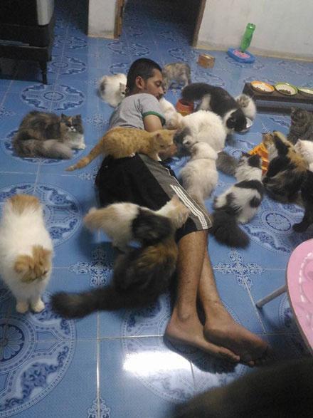 你家猫主子每天拉几次粑粑才算正常? 你家猫主子每天拉几次粑粑才算正常?