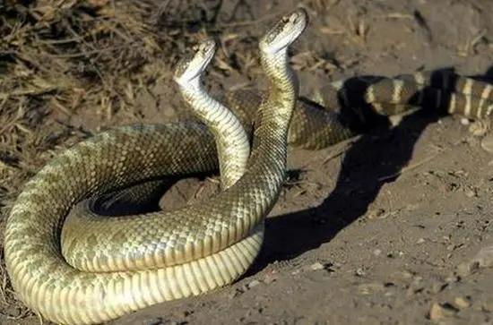 猫咪后院无限金鱼真的能刷出来吗？