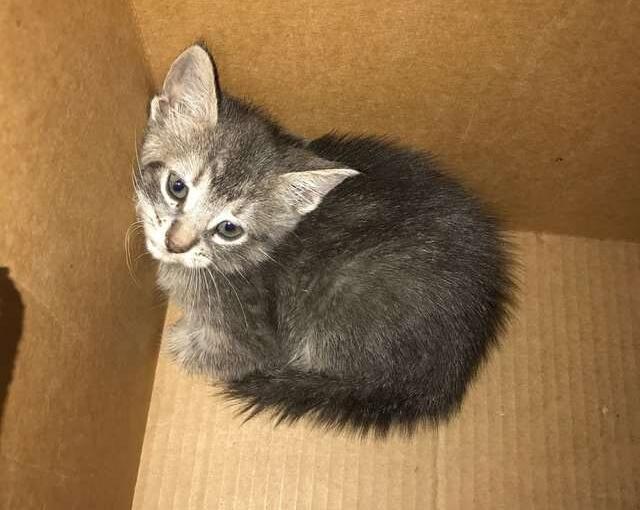 猫咪后腿发抖是生病了吗? 猫咪后腿发抖是生病了吗?