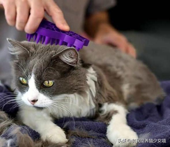 猫咪体温38度是发烧了吗？