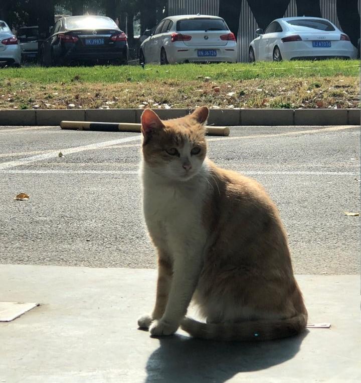 你家猫是真傻还是装傻？这份智商排行榜可能颠覆认知