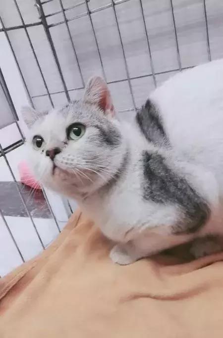 你家猫打呼噜真的只是在撒娇吗？