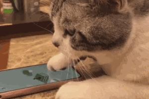 你家猫主子能通关吗? 你家猫主子能通关吗?