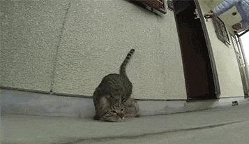 为什么我家猫总抱着手啃个不停？