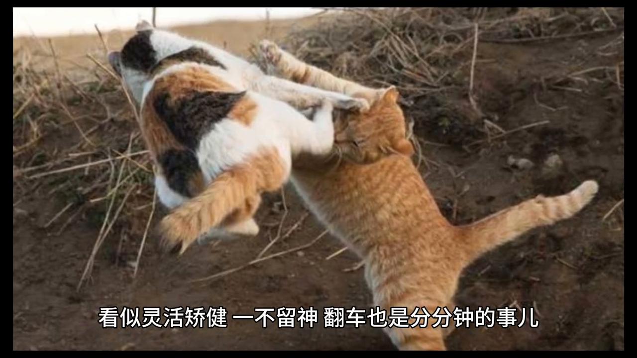 你家猫主子突然瘸了怎么办？