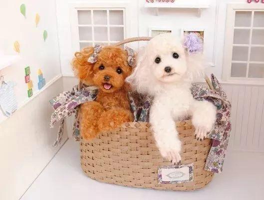 零基础也能跳出超萌的小猫咪舞蹈吗？