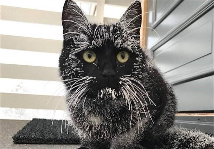 为什么你家猫总在 下雪 ? 为什么你家猫总在 下雪 ?