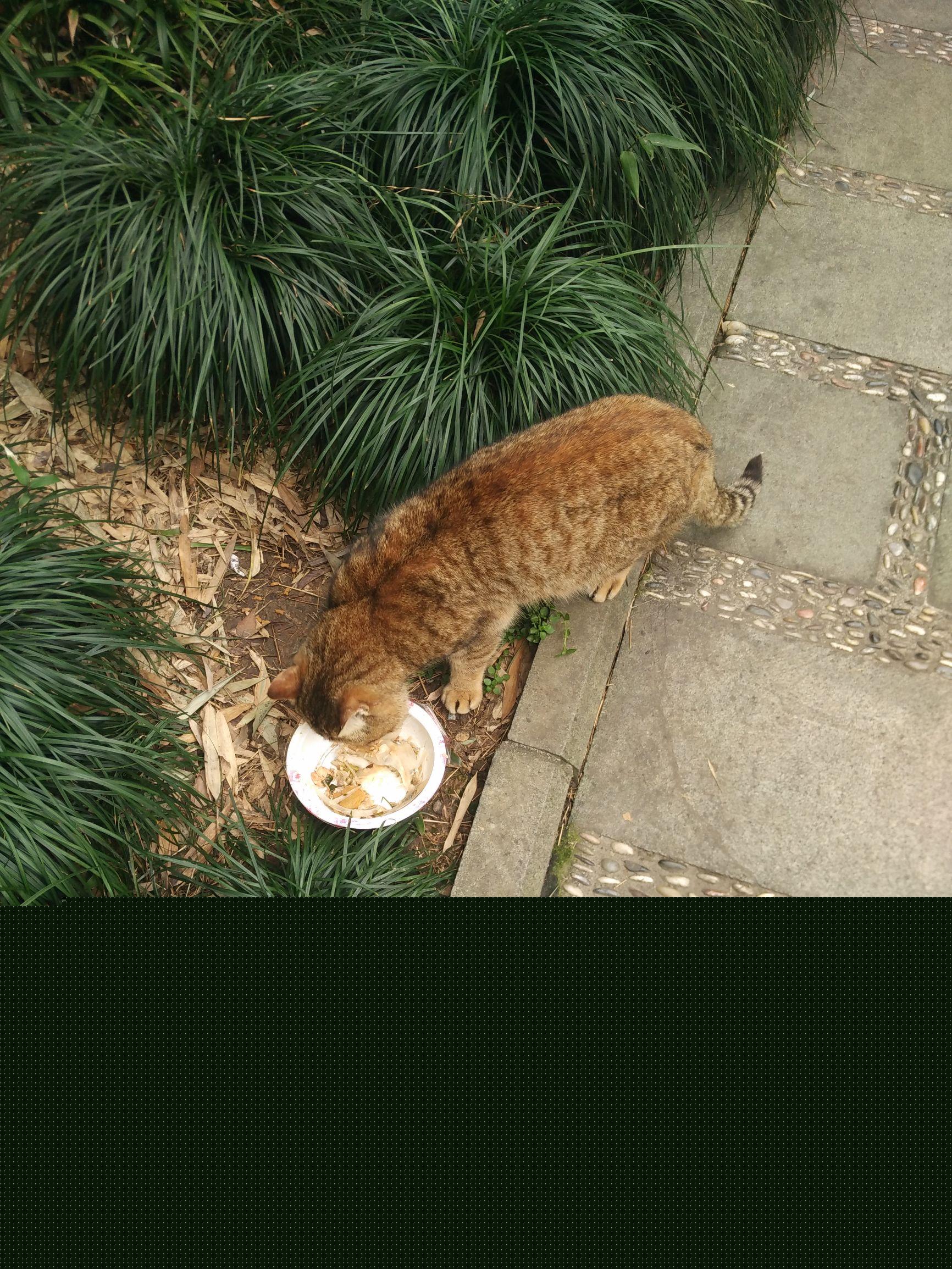 三个月大的小猫每天该喂多少粒猫粮? 三个月大的小猫每天该喂多少粒猫粮?