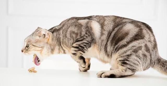 猫咪吐黄水真的会死吗？