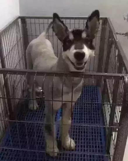 蒙特利尔华人论坛到底该怎么用才不踩坑？