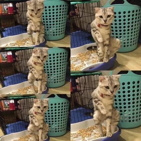 猫咪偷吃草莓会中毒吗？