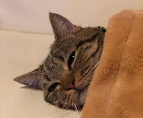 梦见自己成妓女帮警察抓人预示什么？2025年能量场预警全解