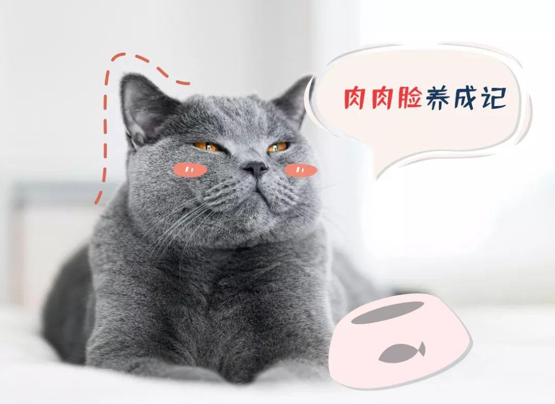 你家猫主子真的吃对了吗？
