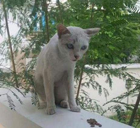 主子乱拉屎真是报复主人吗？