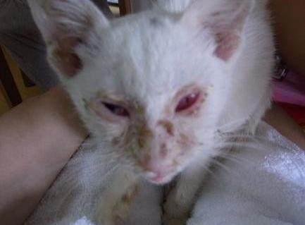 二手悍马H3真的能圆你的越野梦吗? 二手悍马H3真的能圆你的越野梦吗?