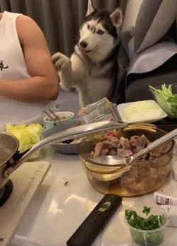 你家猫主子会自己用马桶吗？