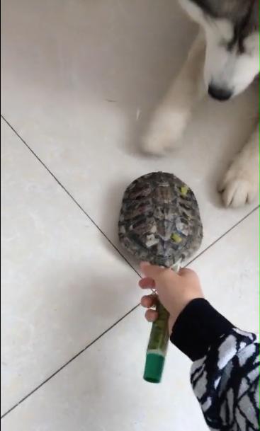 主子下嘴没轻没重？这届铲屎官该咋办？