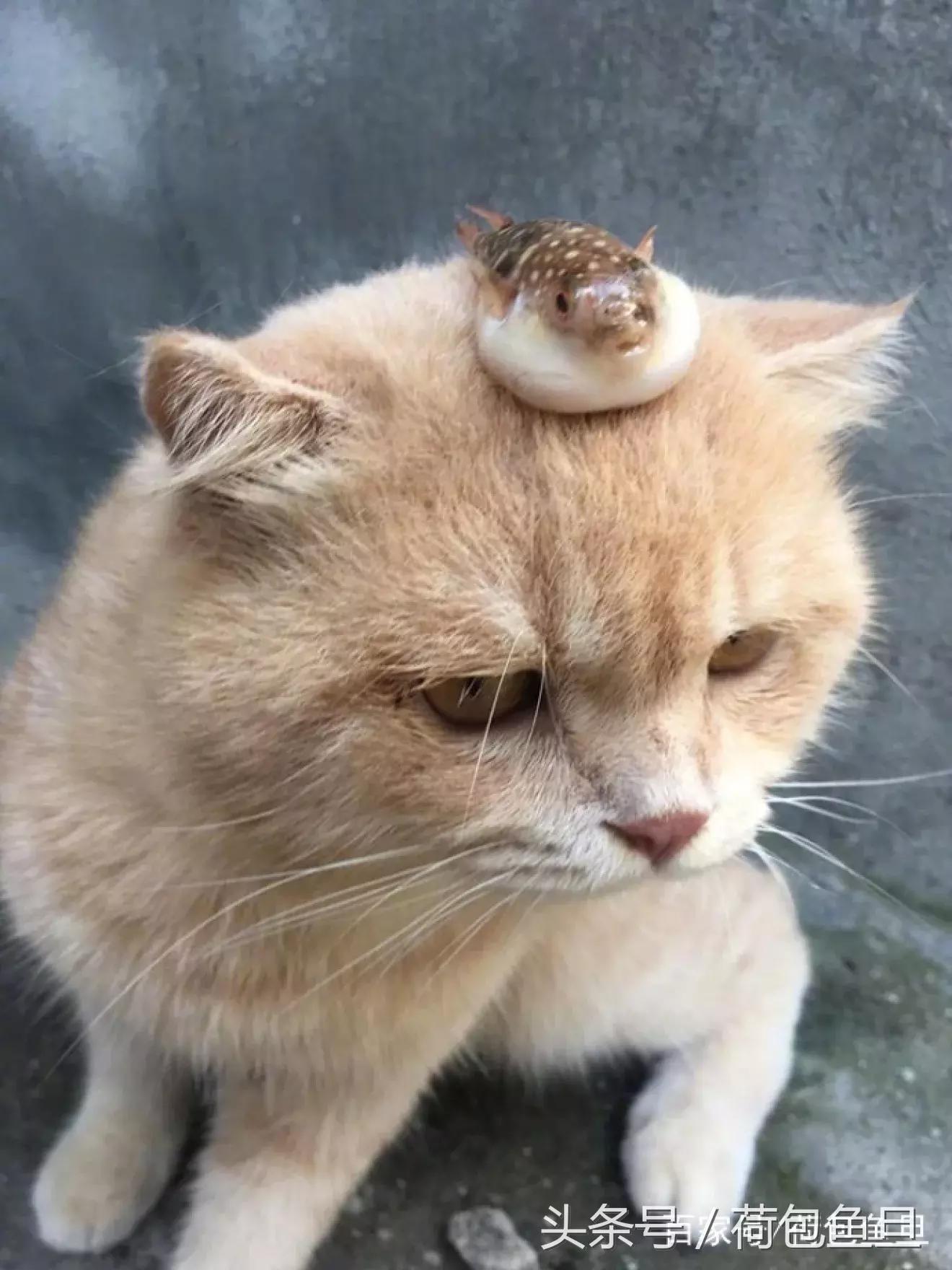 猫咪便便带血水还能在家观察吗？