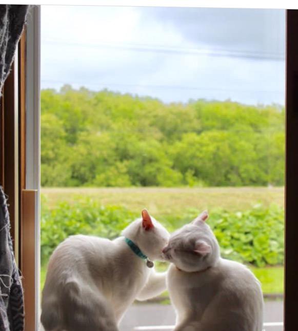 猫咪拉屎总粘屁股怎么办? 猫咪拉屎总粘屁股怎么办?