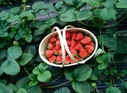 第一次养猫选什么品种才不会踩雷？