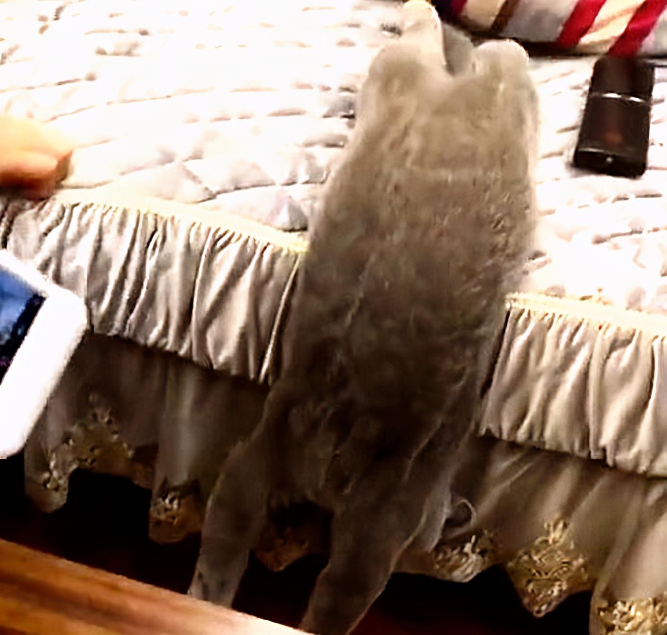 奥托波特到底该怎么用才不坑队友？