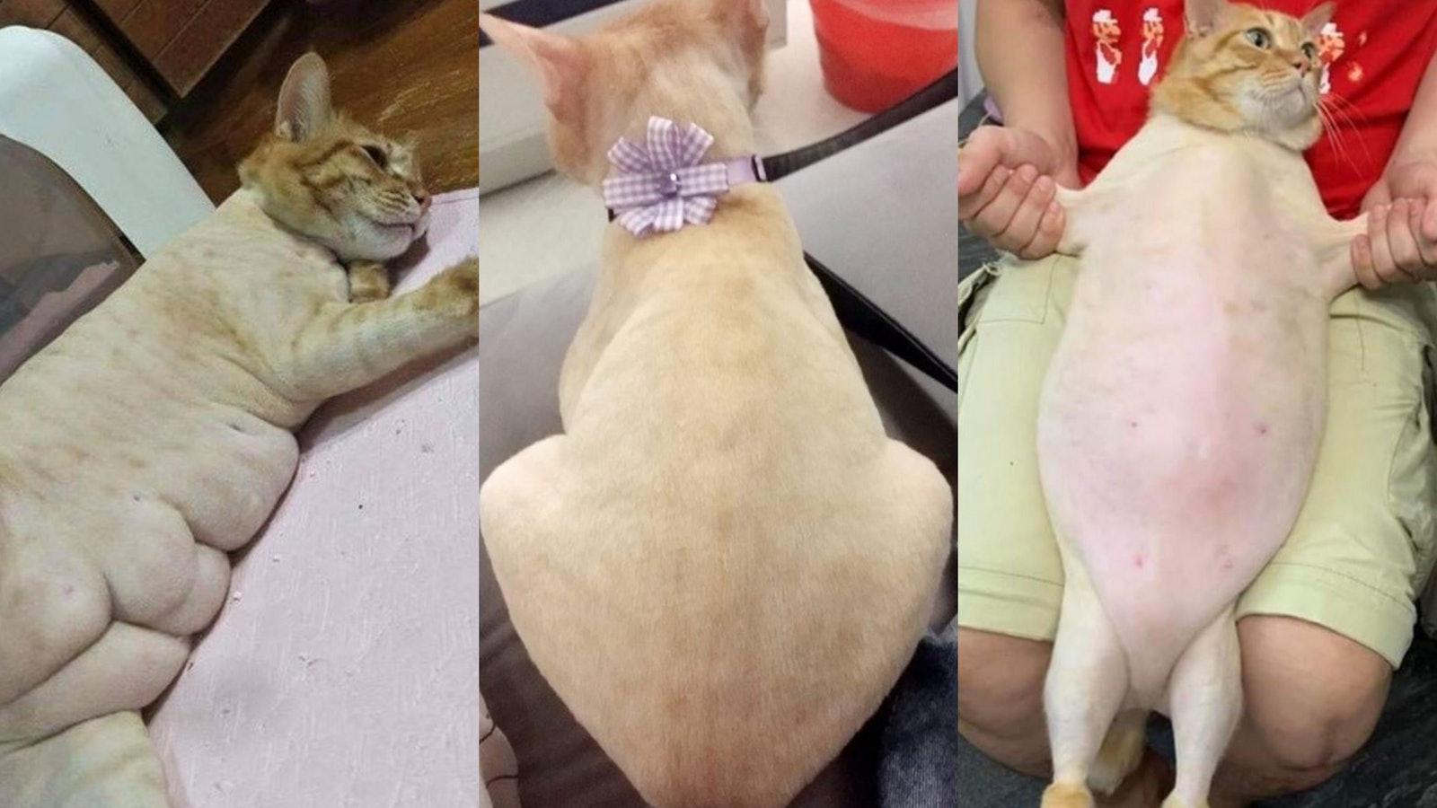 猫主子24小时不拉屎会憋死吗？