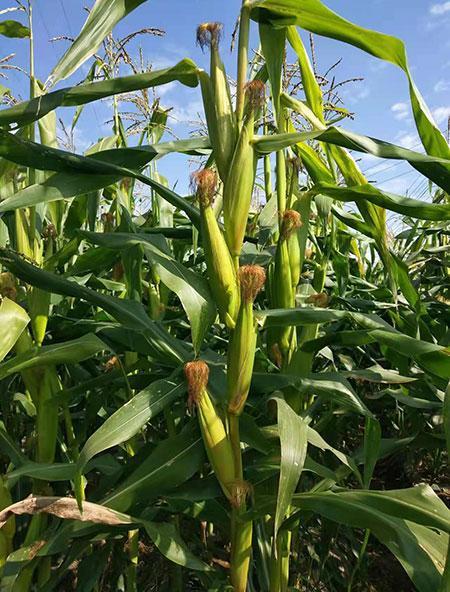 城市代步车怎么选？高油耗焦虑每月多花500元？试驾小糯玉米省1.5万油费全解析