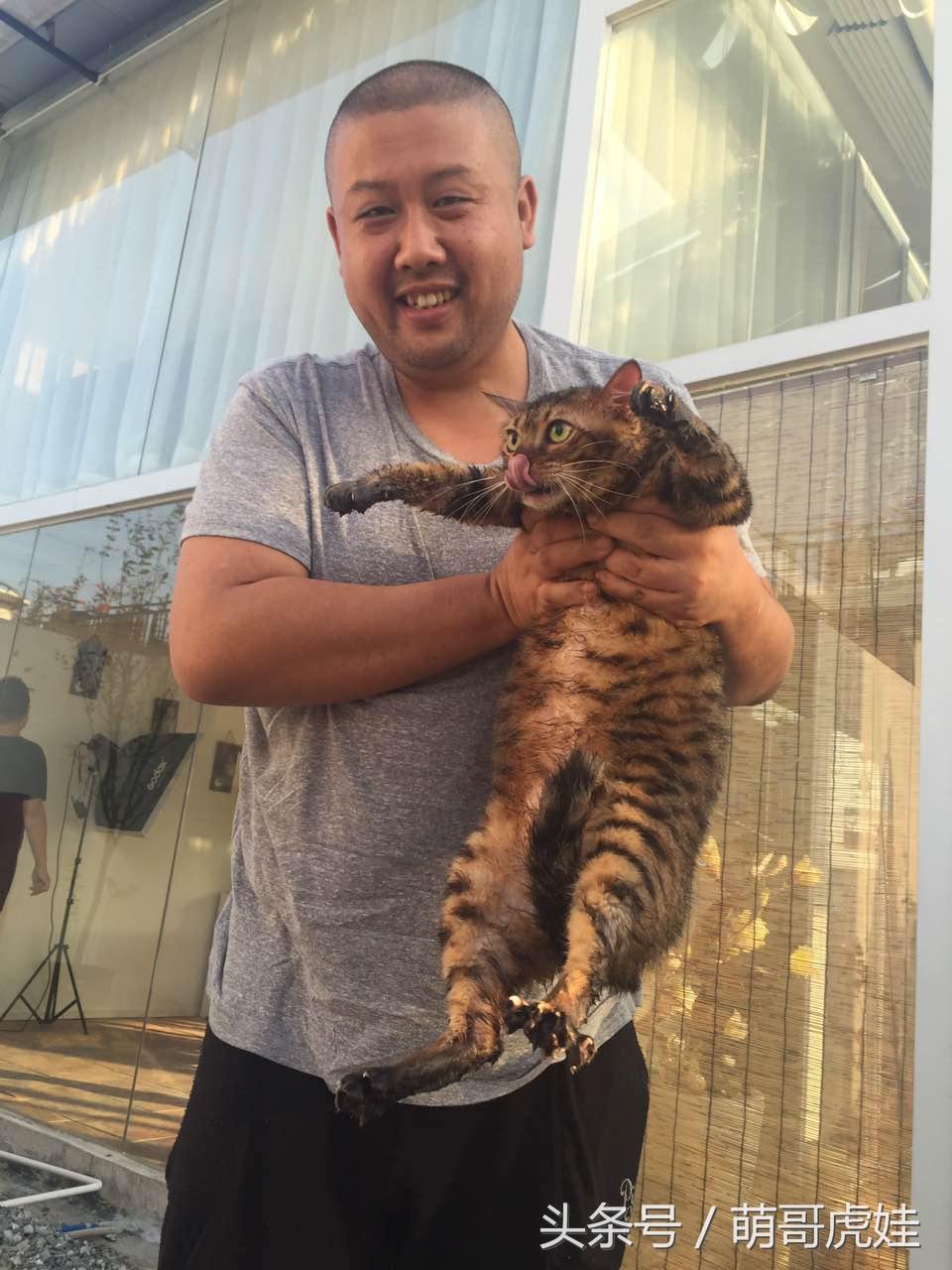 猫咪总发出嗯嗯声是在求救吗? 猫咪总发出嗯嗯声是在求救吗?