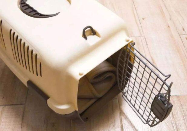 猫咪绝育到底该卡在几个月下手？