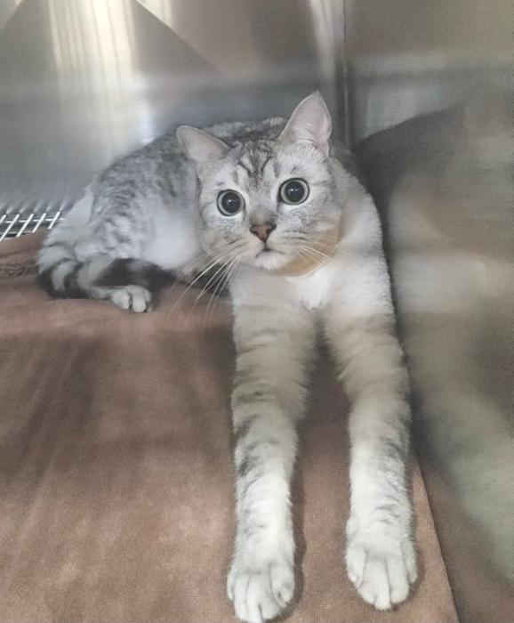 主子突然绝食是闹哪样？