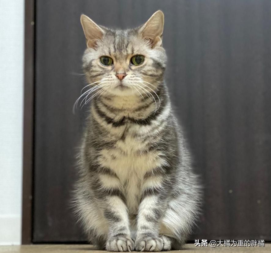 你家猫咪还在舔水龙头吗? 你家猫咪还在舔水龙头吗?