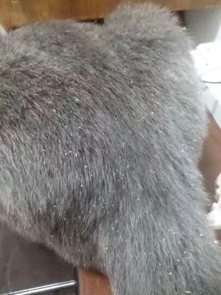 猫咪突然秃毛还掉皮屑?这可能是要命的真菌感染! 猫咪突然秃毛还掉皮屑?这可能是要命的真菌感染!