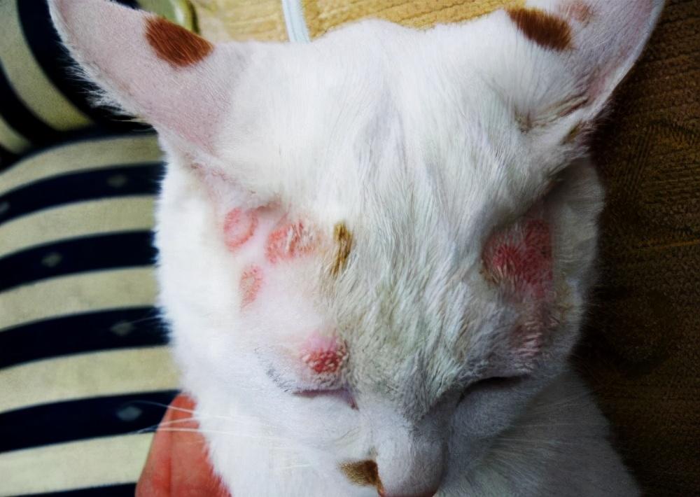 澳洲新洲华人论坛到底该怎么玩转？新手必看攻略